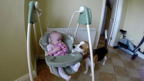  Dog Steals Baby Blanket And Gives It Back With Kisses