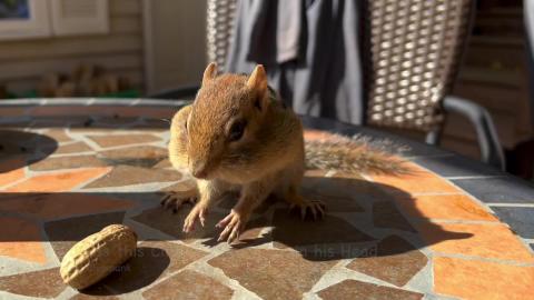 Steve has this Circus Song Stuck in his Head / Chipmunk, ...