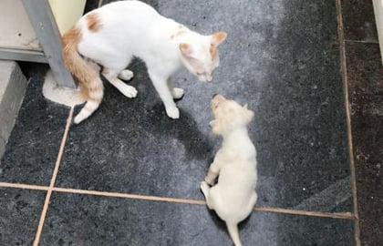 Will TIMMY CAT ACCEPT THIS PUPPY !!! MUST WATCH FULL VIDE...