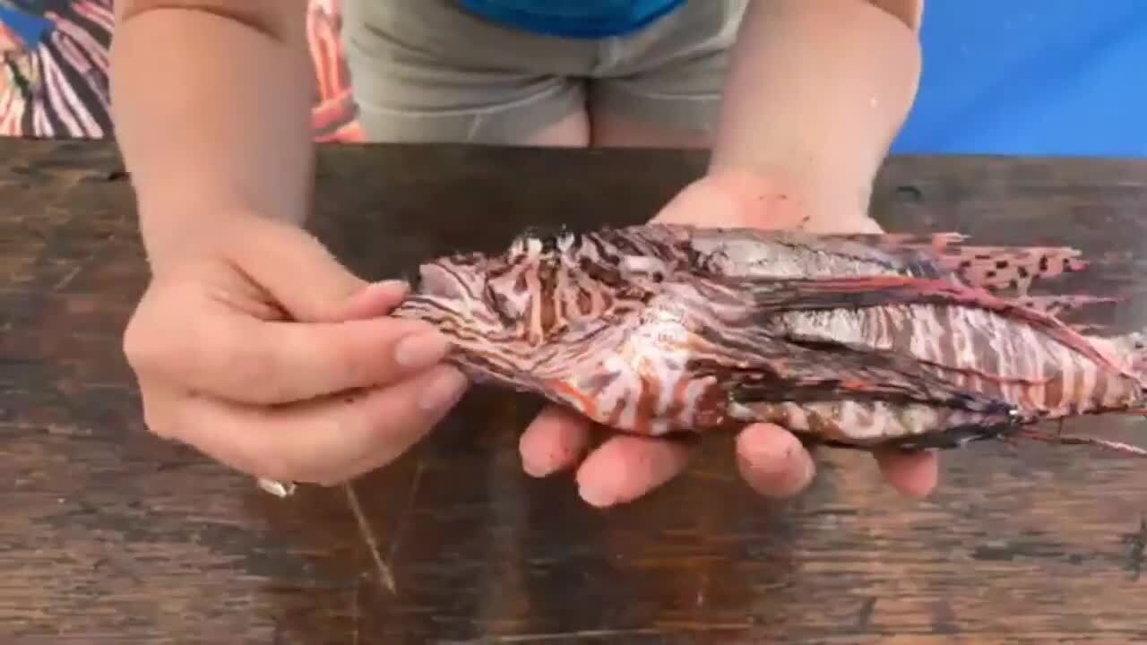 How to fillet a lionfish Miami Herald