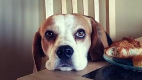 Amazing  Dog Fetches Everything for Online Gaming