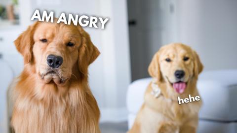 My Dog Calls a Trainer (FEAT. TOM DAVIS)