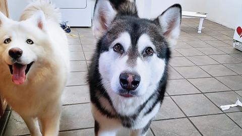 Tonka & Monroe Open A Christmas Present 