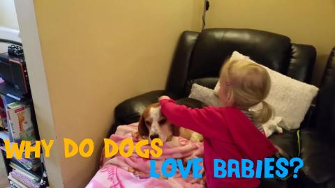 Why Do Dogs Love Children and Babies