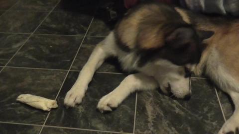 Treat for a good puppy malamute