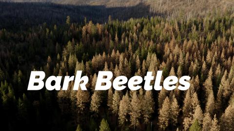 Dying forest in California seen from a drone