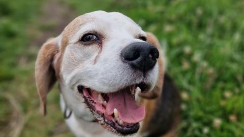 Why Beagles Need a Human Slave - Funny dogs video