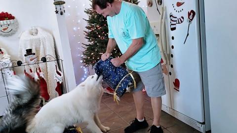 Try Not To Laugh | Husky VS Gift Bag