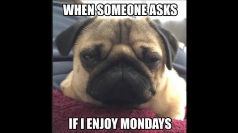 funny and cute pug memes