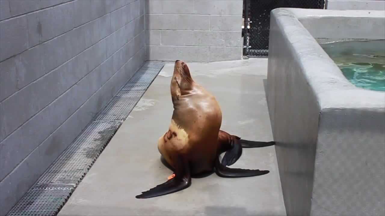 See California sea lion that displays signs of domoic acid poisoning