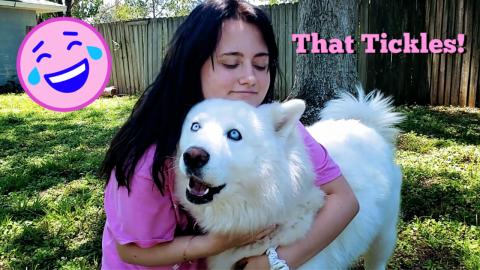 Funny Husky Growls When Getting Loved On By Beautiful Gir...