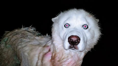 Husky Gets A Midnight Bath | Outside In November