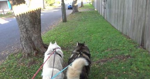 Cleaning up rubbish in our area, getting muddy and chasin...