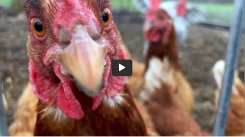 Curious chickens are extremely interested in this camera