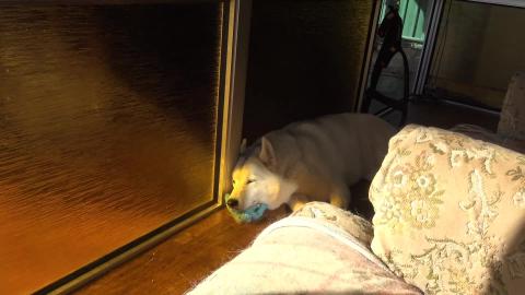 Our shed has a build date set & I steal husky pool water