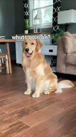 Life With a Golden Retriever