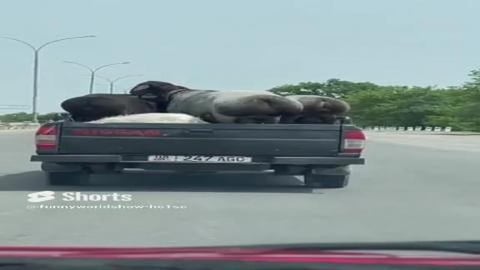 sheep having a dance