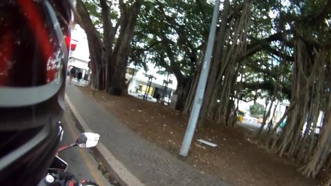 Running with the wolves and interesting trees