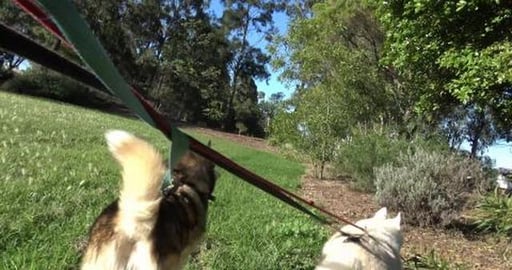 Walk around Glenvale, lots of empty buildings