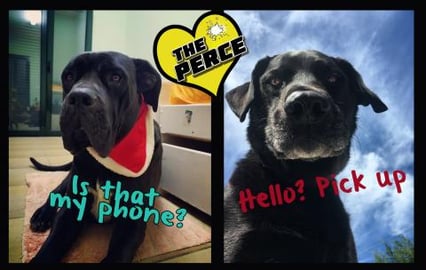 Percy the Labrador gives his Mate Atlas a call during Loc...