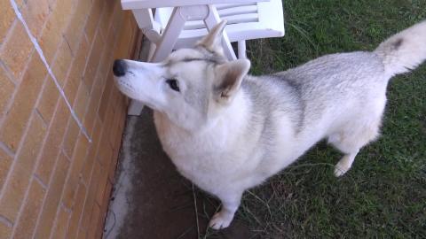 Husky & malamute bones & helicopter spotting