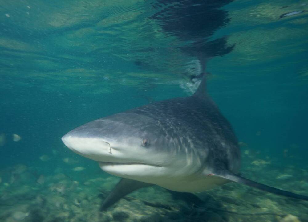 Sea Science: Risk of Shark Attack is Minimal - CoastwatchCoastwatch