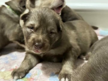 Alaskan Malamute Puppies! Counting Down When Zeus Comes H...