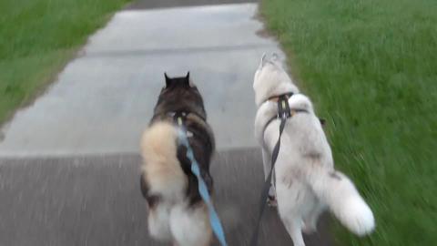 Malamute walked past dog park but nobody there, scared of...