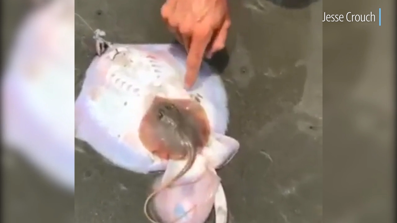 stingray giving birth