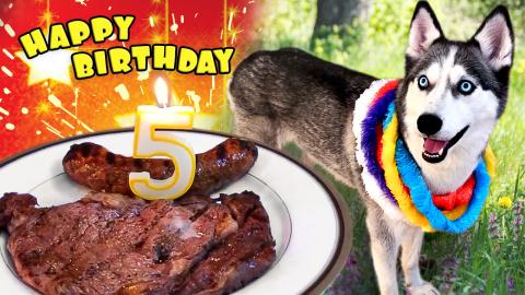 My Husky’s 5th Birthday! | Funny Dogs Video