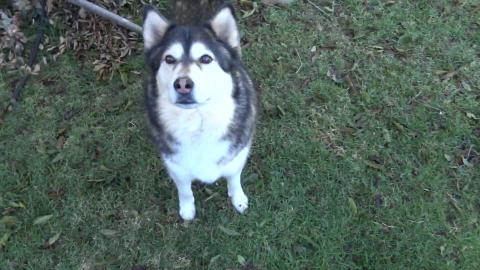Husky and Malamute polish off chicken drumsticks
