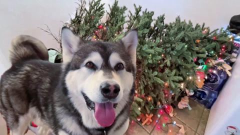 Malamute Knocks Christmas Tree Over While Telling Me A St...