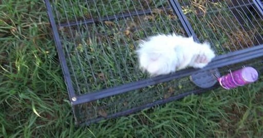 Husky & Guinea Pig, will they ever get along?