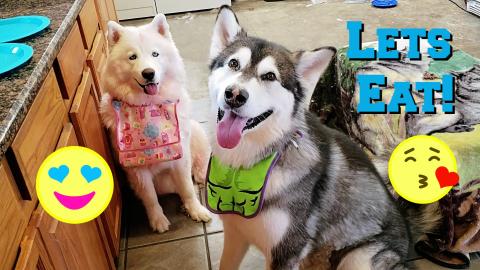 Cooking | With My Dogs | Frittatas 