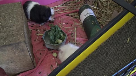 Guinea Pigs enjoying breakfast