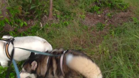 Off the beating track with a Malamute & Husky