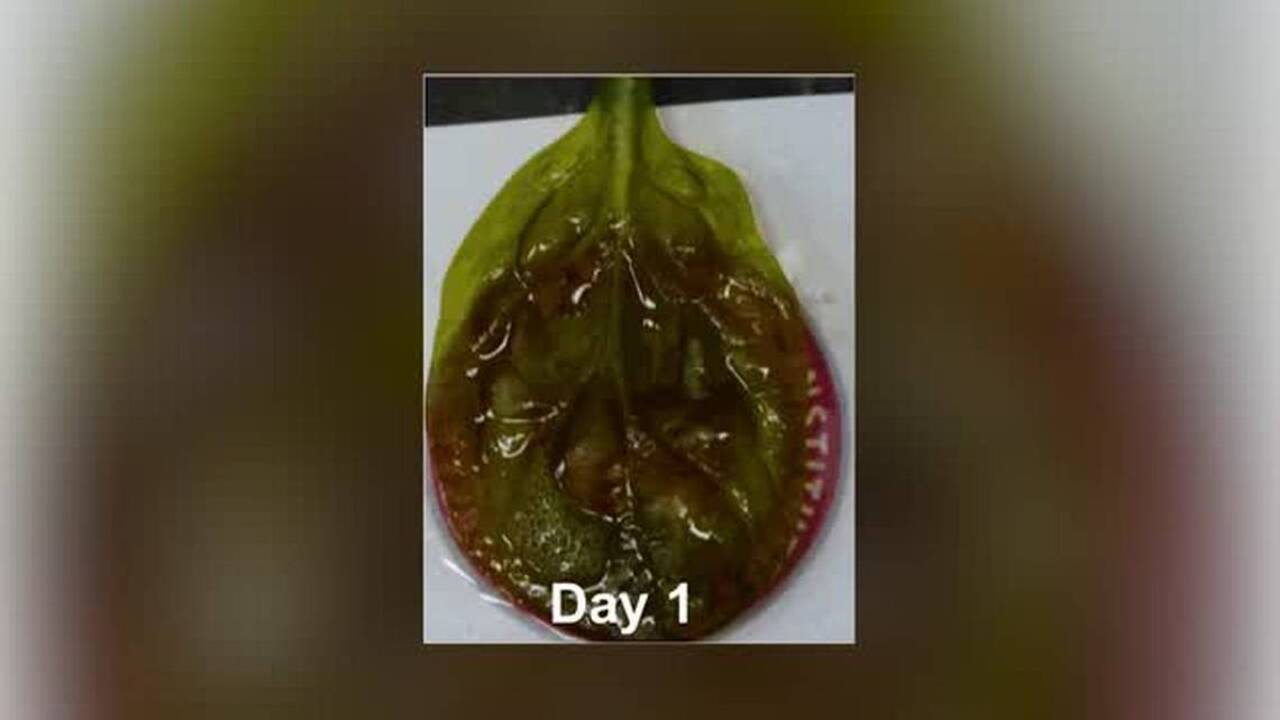 Growing spinach leaves into heart tissue, researchers solve major