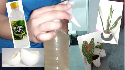 CALPHOS ORGANIC FERTILIZER | How to make Calphos Organic ...