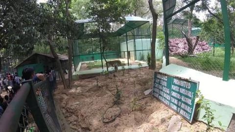 Tigers at Bannerghatta Zoo | Bengaluru