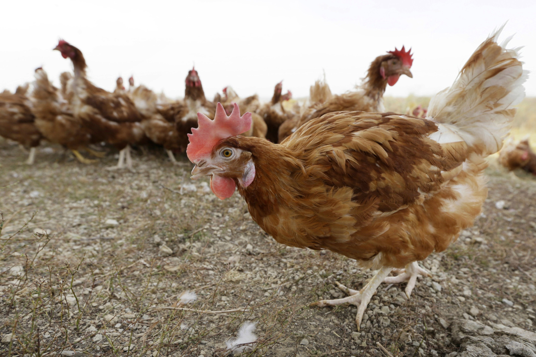 Washington State Department of Agriculture gives update on Avian