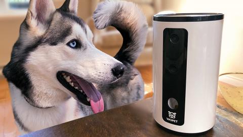 Huskies Test Smart Pet Camera: Will They Like It? | Funny...