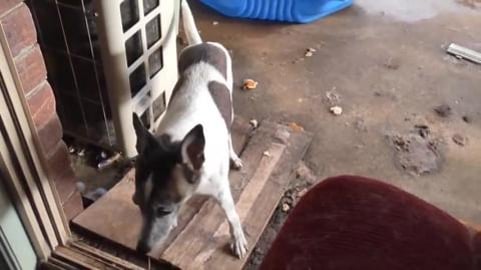 Lilly still is the boss over 2 huskies