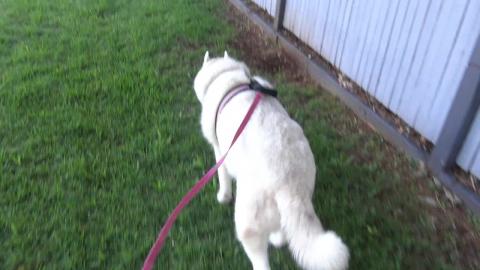 Hello Husky Mack & Tikaani ignores Aunt Clare
