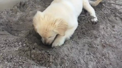 Lola digs dirt with her nose.