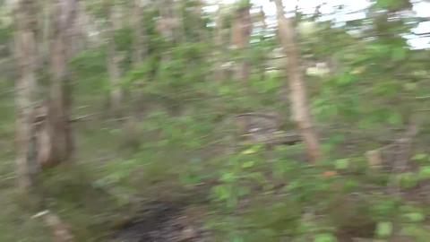 Kicked out off home. Malamute & Husky find personal belon...