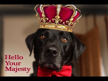 Percy the black Labrador goes to see the Queen of England...