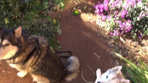 Husky & Malamute visit mums and go for a hike