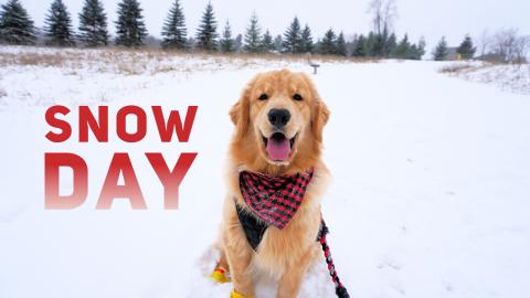 My Dog Has a Snow Day!