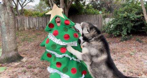 Pranking A Giant Dog Could Be Dangerous! #alaskanmalamute...