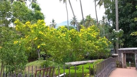 Beautiful Garden Padmanabhapuram Palace | Kerala